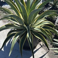 Variegated Agave - 7gl