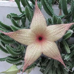 Stapelia Giantea,Starfish 