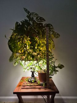 N’Joy Pothos & Mini Monstera Lamp Plant Setup