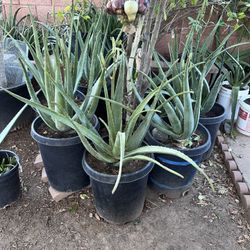 XL Monster Plants Aloe Vera Extra Large Plantas