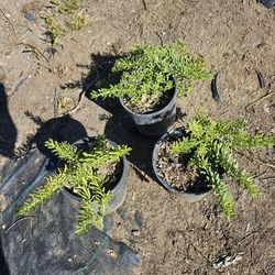 Myoporum phuta creek/Ground Cover