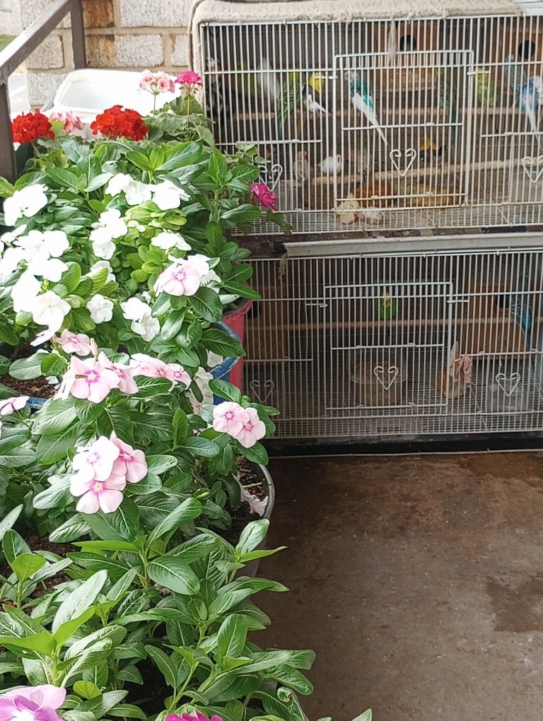 Jaulas Para Pájaros