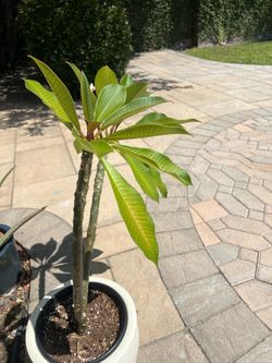 Plumeria plant