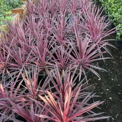 Cordyline