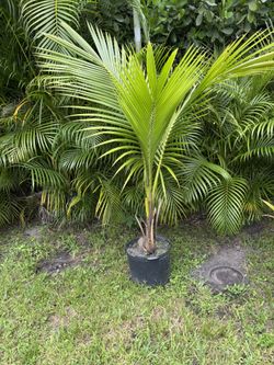Coconut Palm Trees