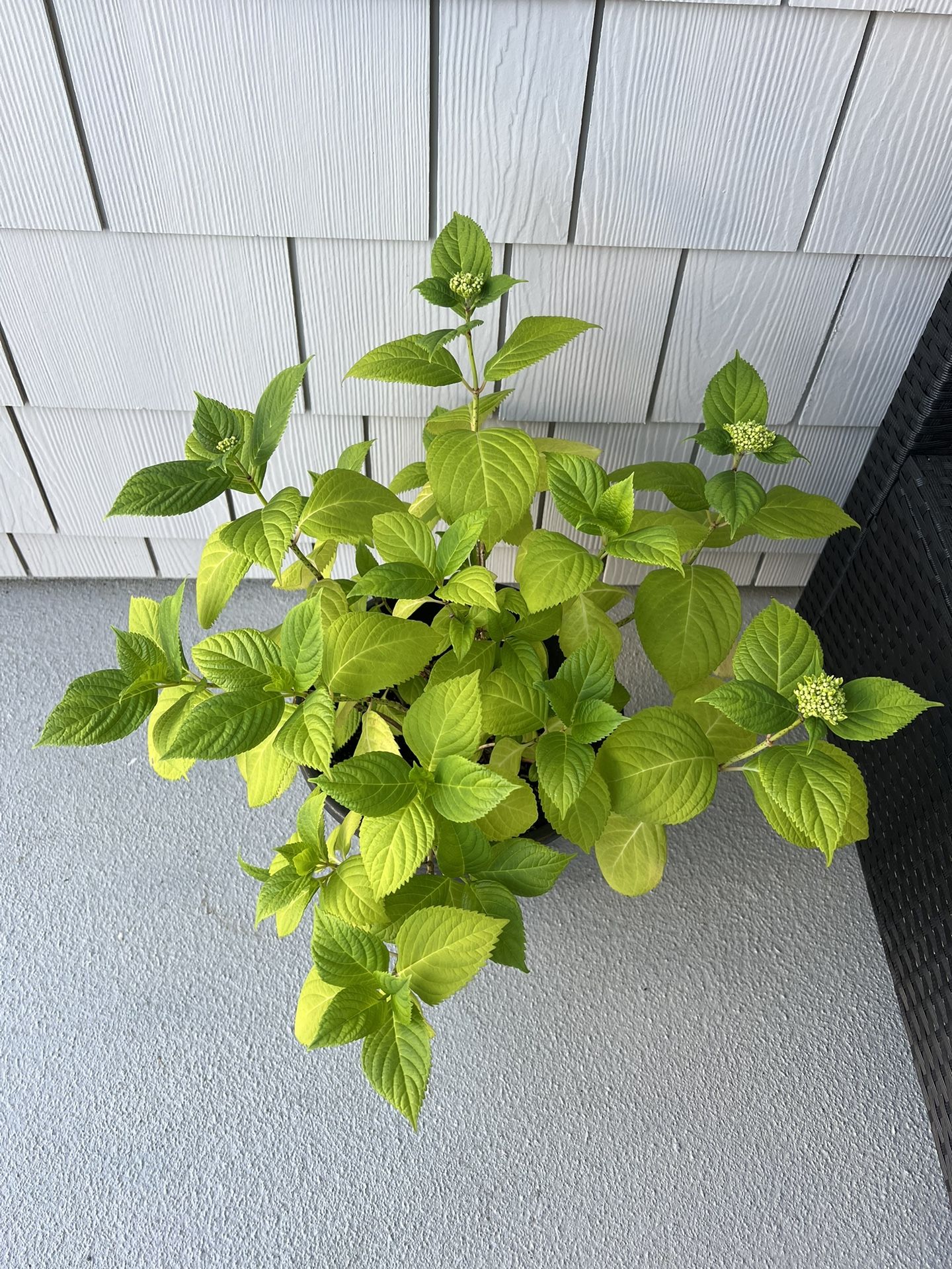 2.5gal Hydrangea Plant