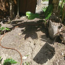Drip Irrigation For Plants