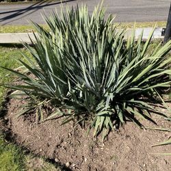 Yucca Plants