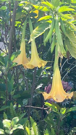 Yellow angel trumpet plants for garden and yard