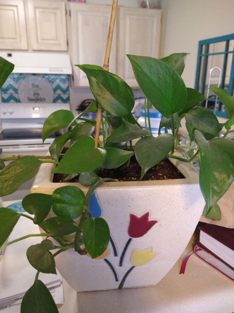 Great Potted Plant in Ceramic Pot $20