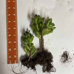 Rooted Succulents Ready To Pot, Buy Individually