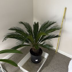 Sago palm /Cycad