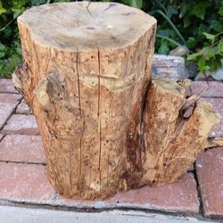 PINE TREE STUMPS