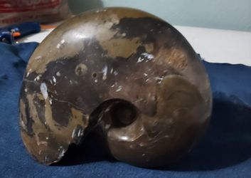 Large Polished Ammonite Fossil