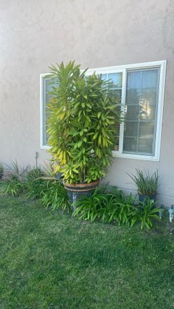Large Garden Plant