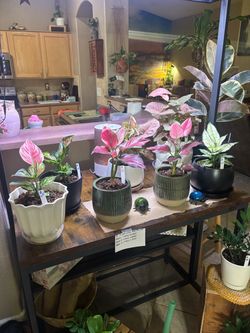 Potted Aglaonema Pink and White Plants