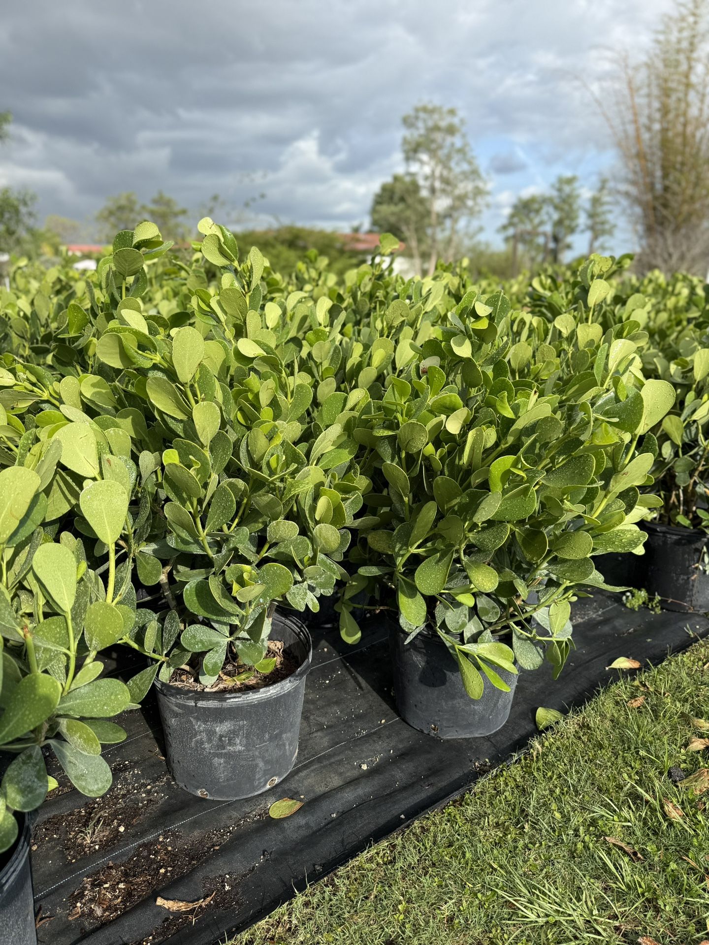 Clusia 3 FT Plants