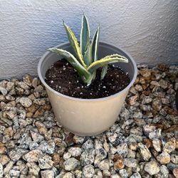 American Agave 