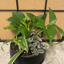 Plants in Pot