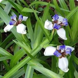 Walking Iris Plants