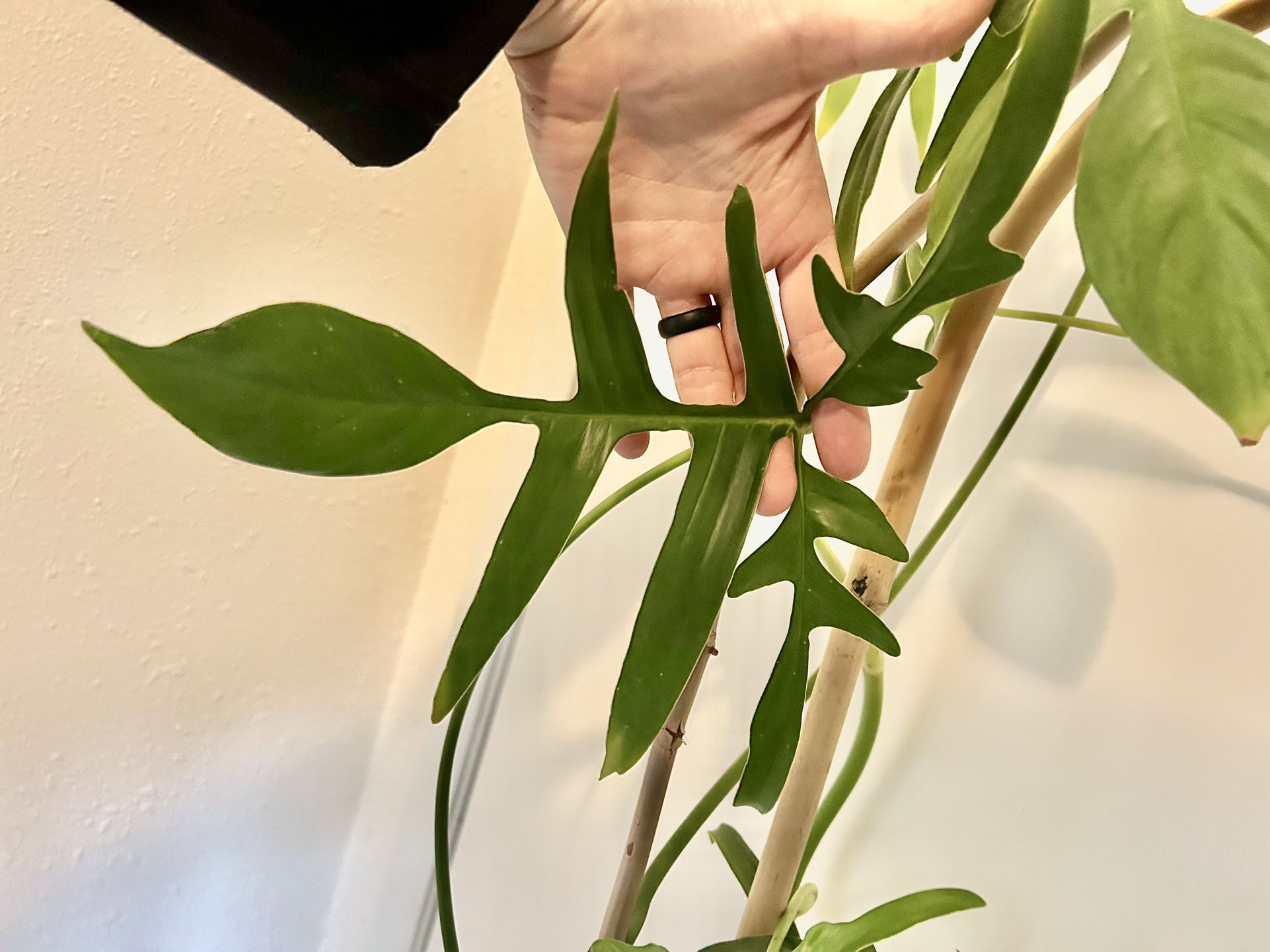 Philodendron Glad Hands for Sale in Port Orchard, WA - OfferUp