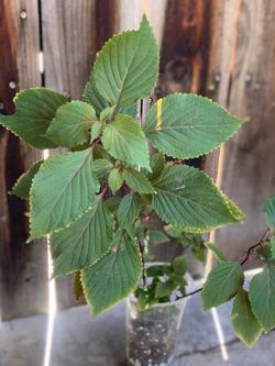 Perilla Shiso Asian Japanese Chinese Vietnamese Herb Live Plant Leaves are Purple and Green