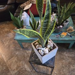 Sansevieria Snake Plants In 7 1/2 in Cement Pot With Shells And Stones 