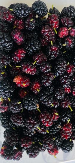 Large Potted Mulberry Trees for Sale — Fruit-Bearing