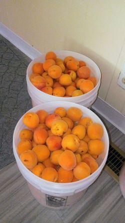 Apricots fresh