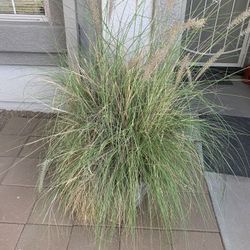 Decorative Tall Grass 