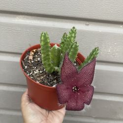 6” stapelia grandiflora