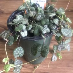 String Of Hearts 5x4” Pot Size Vines Up To 5” Hard To Find 