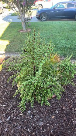 Elephant Bush or Dwarf Jade Plant.
