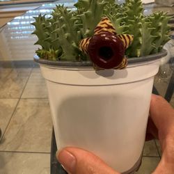 Succulents 