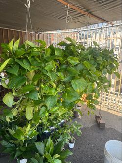 6” pot golden Ivy plants fresh