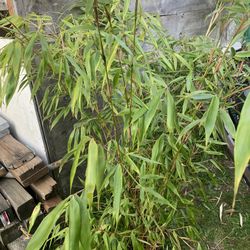 Clumping bamboo plant