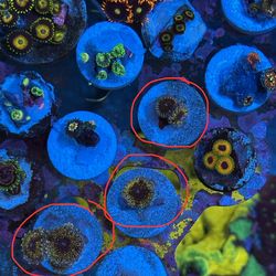 Solar circus zoa fake reef decoration