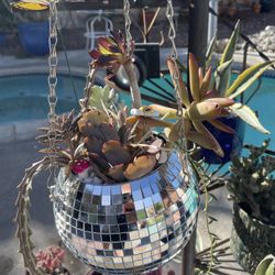 Disco Ball Live Succulent Hanging Planter!