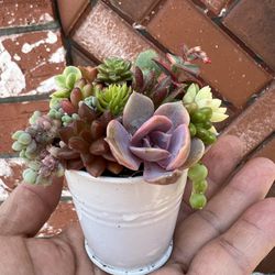 Miniature Succulent Arrangement Mini