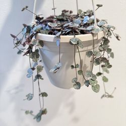 Houseplant Succulent String Of Heart Variegated 