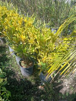 Big Sale! Croton Hedges 3gl $8