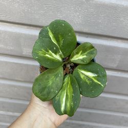 4” Variegated Hoya Obovata