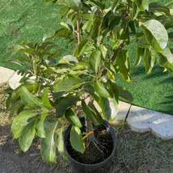 Day Avocado Tree ( 3 Ft Tall) Will Be Flowering After Winter 
