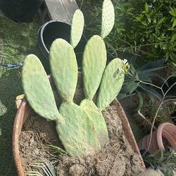 NOPAL REAL PLANT