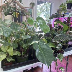 Big Exotic Plant Sale Philodendrons 