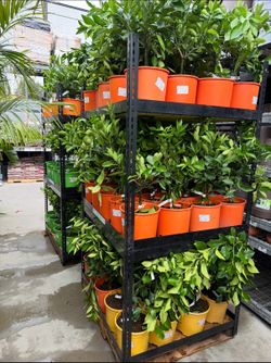 Cara Cara oranges.   CITRUS TREES.
