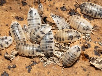 Dairy cow isopods 50ct
