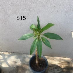 Plumeria Hawaiian Plants