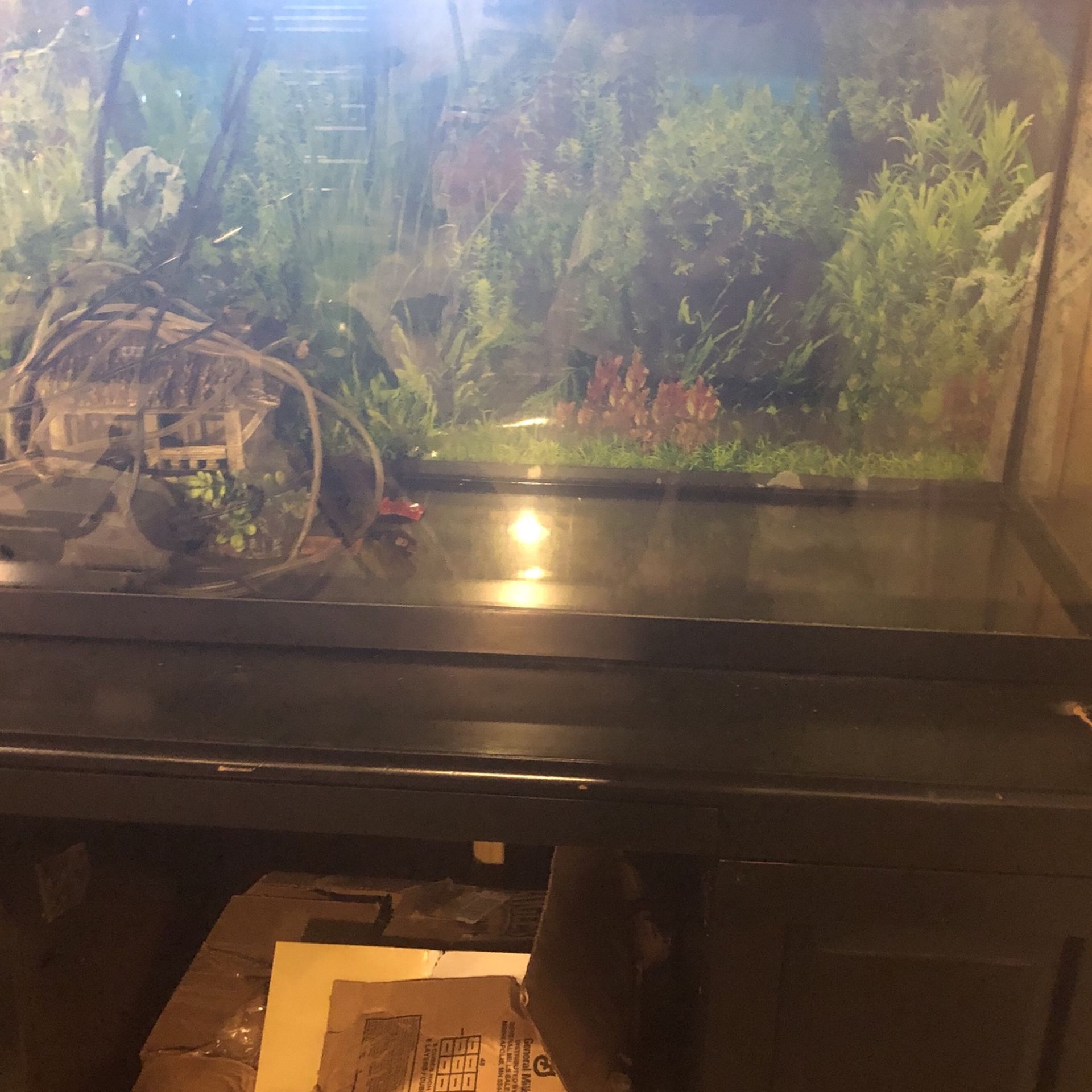 Fish Tank