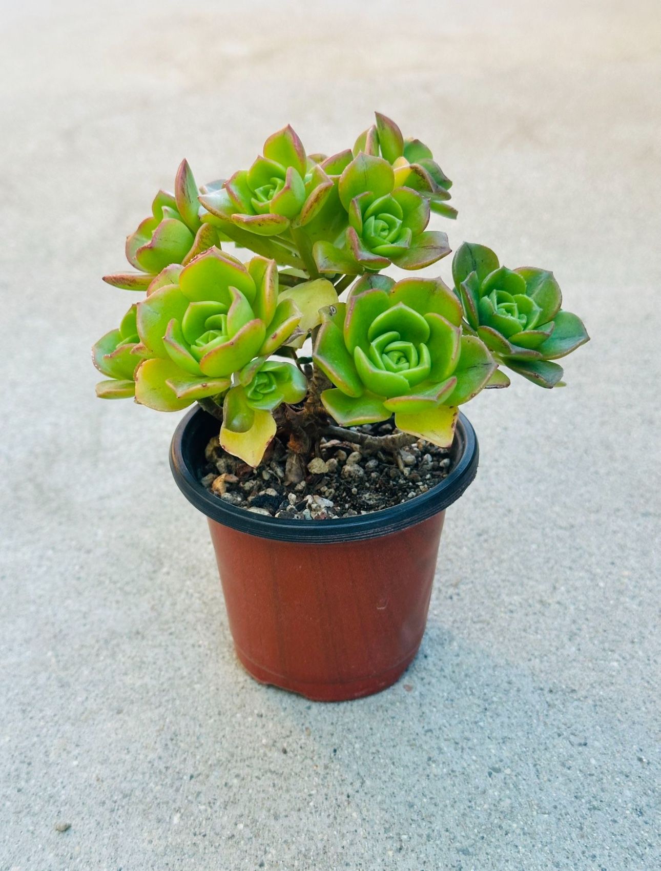 Succulents plants 🪴